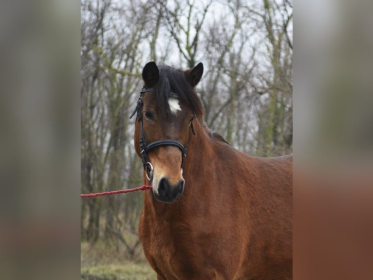 Meer ponys/kleine paarden Merrie 6 Jaar 150 cm Bruin in Debrecen