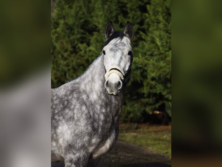 Meer ponys/kleine paarden Merrie 6 Jaar 155 cm Appelschimmel in Békéscsaba