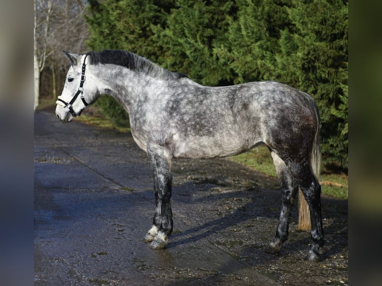 Meer ponys/kleine paarden Merrie 6 Jaar 155 cm Appelschimmel in Békéscsaba
