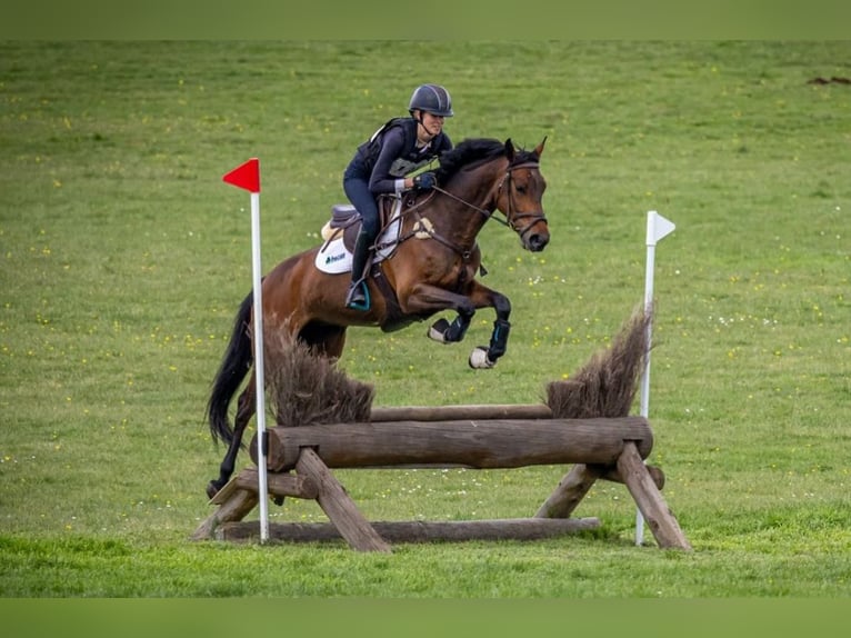 Meer ponys/kleine paarden Merrie 6 Jaar 155 cm Roodbruin in Roma