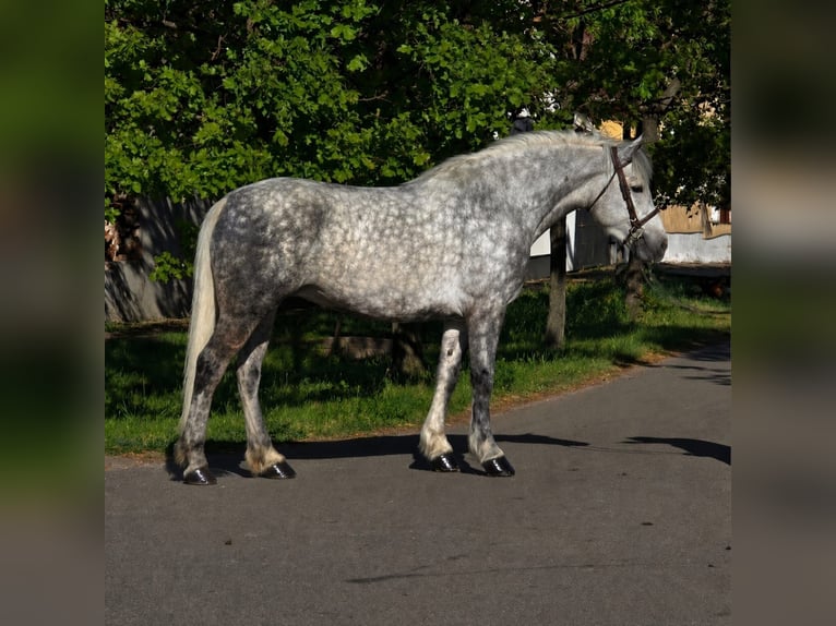Meer ponys/kleine paarden Merrie 6 Jaar 157 cm Appelschimmel in Békéscsaba