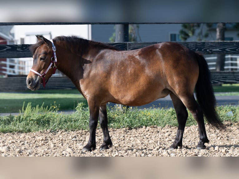 Meer ponys/kleine paarden Merrie 6 Jaar 84 cm Roodbruin in Fredericksburg