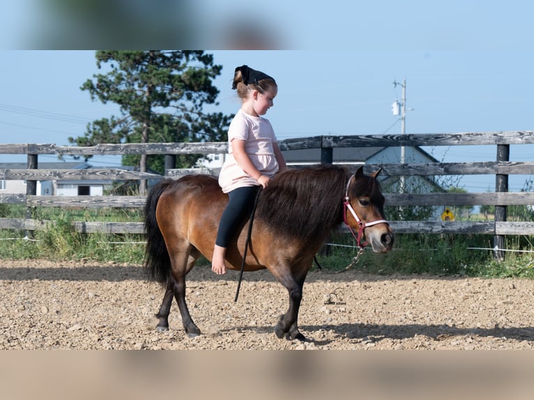 Meer ponys/kleine paarden Merrie 6 Jaar 84 cm Roodbruin in Fredericksburg