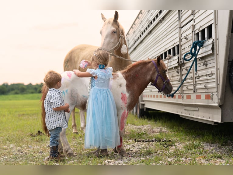 Meer ponys/kleine paarden Merrie 6 Jaar 91 cm Roan-Bay in Clover