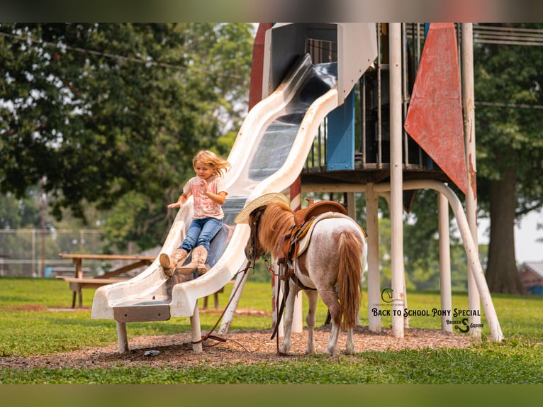 Meer ponys/kleine paarden Merrie 6 Jaar 91 cm Roan-Bay in Clover