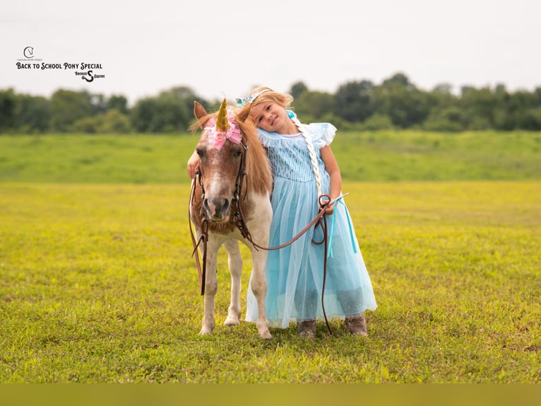 Meer ponys/kleine paarden Merrie 6 Jaar 91 cm Roan-Bay in Clover