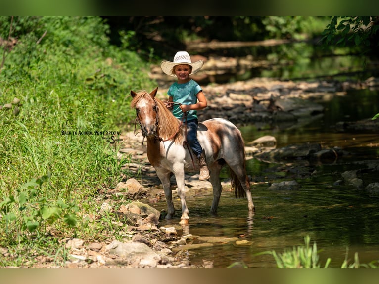 Meer ponys/kleine paarden Merrie 6 Jaar 91 cm Roan-Bay in Clover