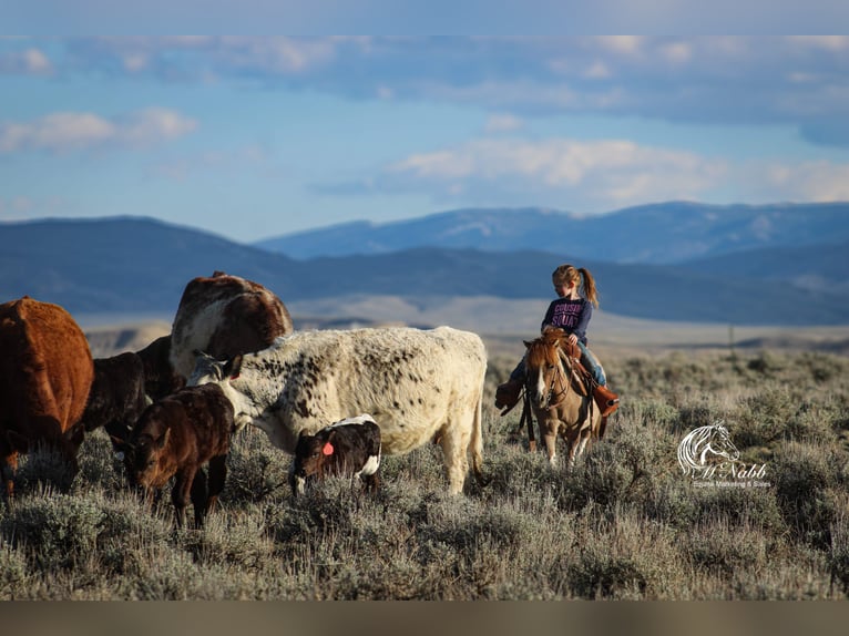 Meer ponys/kleine paarden Merrie 6 Jaar 97 cm Tobiano-alle-kleuren in Cody, WY