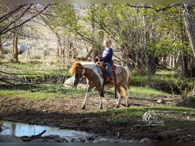 Meer ponys/kleine paarden Merrie 6 Jaar 97 cm Tobiano-alle-kleuren in Cody, WY