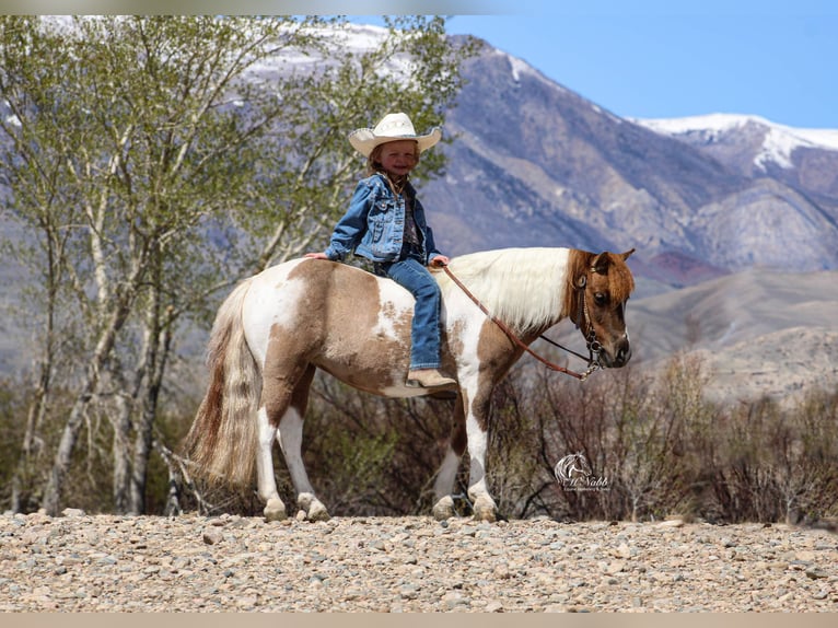 Meer ponys/kleine paarden Merrie 6 Jaar 97 cm Tobiano-alle-kleuren in Cody, WY