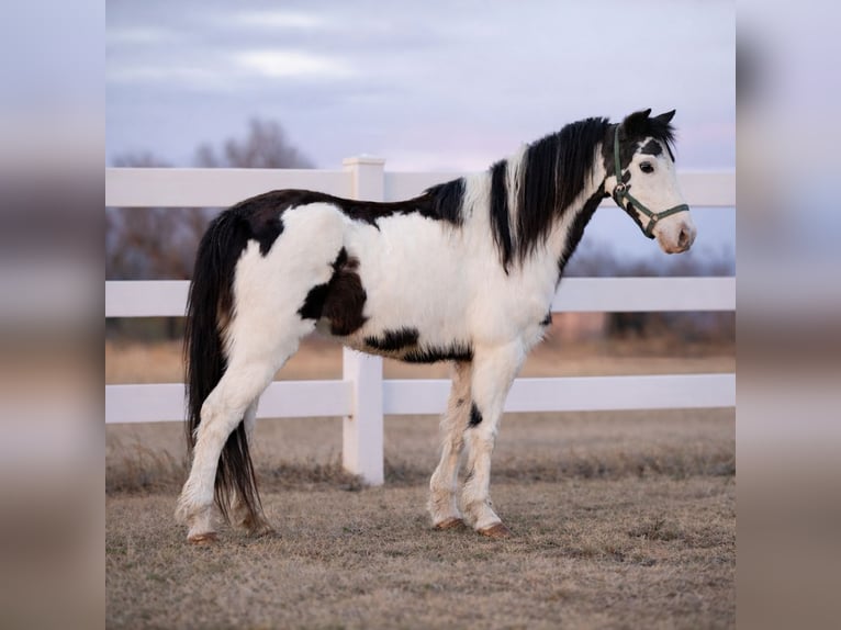 Meer ponys/kleine paarden Merrie 7 Jaar 117 cm Gevlekt-paard in Guthrie