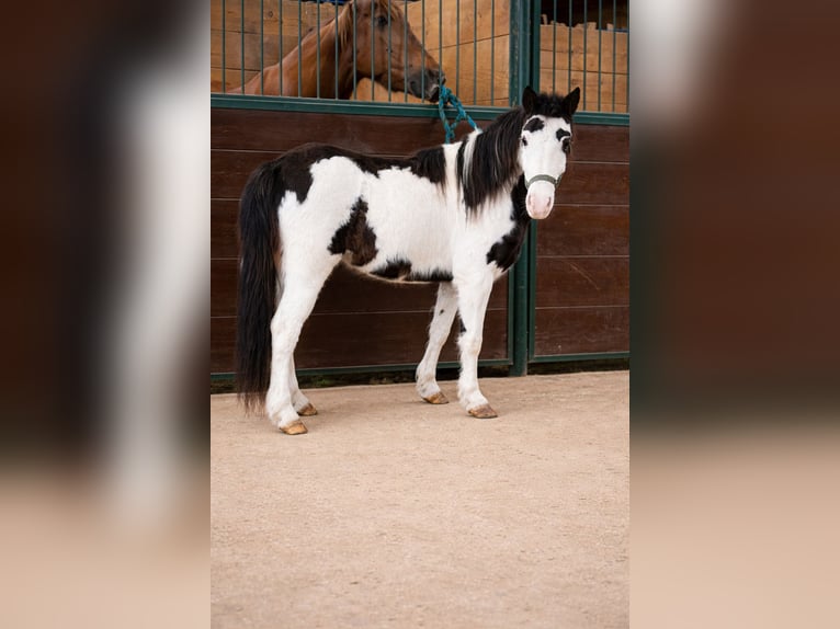 Meer ponys/kleine paarden Merrie 7 Jaar 117 cm Gevlekt-paard in Guthrie
