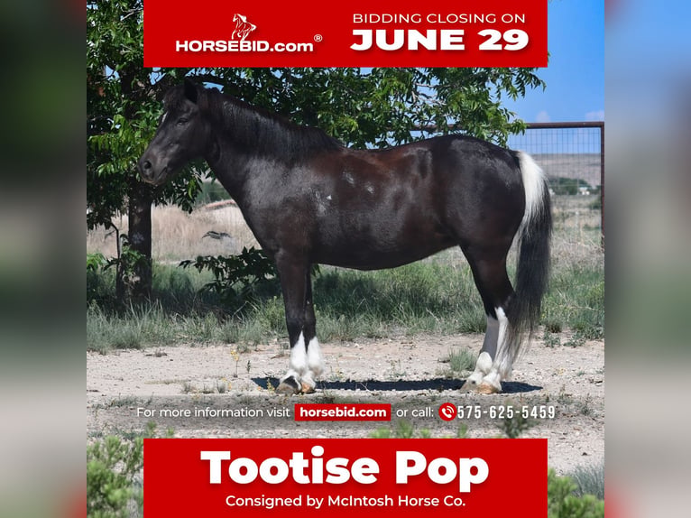 Meer ponys/kleine paarden Merrie 7 Jaar 117 cm Gevlekt-paard in Roswell
