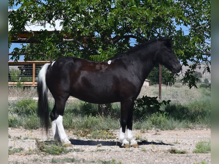 Meer ponys/kleine paarden Merrie 7 Jaar 117 cm Gevlekt-paard in Roswell