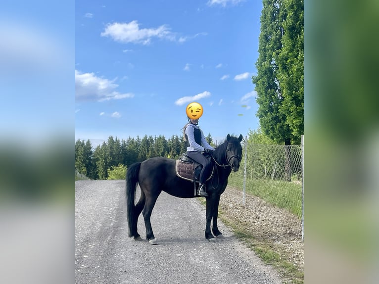 Meer ponys/kleine paarden Merrie 7 Jaar 130 cm Zwart in Eggerding