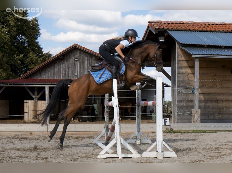 Meer ponys/kleine paarden Merrie 7 Jaar 140 cm Bruin in Kloster Schäftlarn