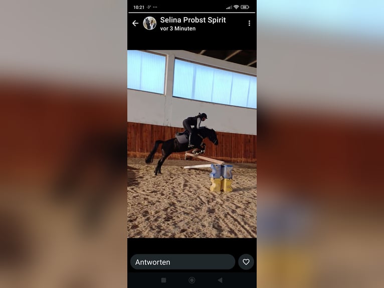 Meer ponys/kleine paarden Merrie 7 Jaar 140 cm Zwart in Marktl