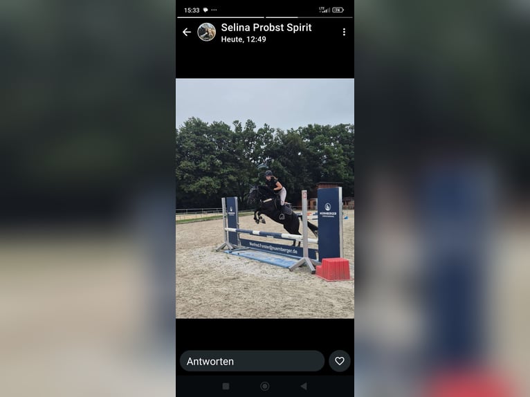 Meer ponys/kleine paarden Merrie 7 Jaar 140 cm Zwart in Marktl