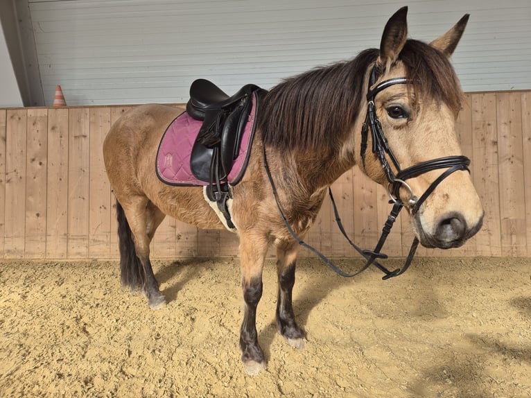 Meer ponys/kleine paarden Mix Merrie 7 Jaar 141 cm Falbe in Korneuburg