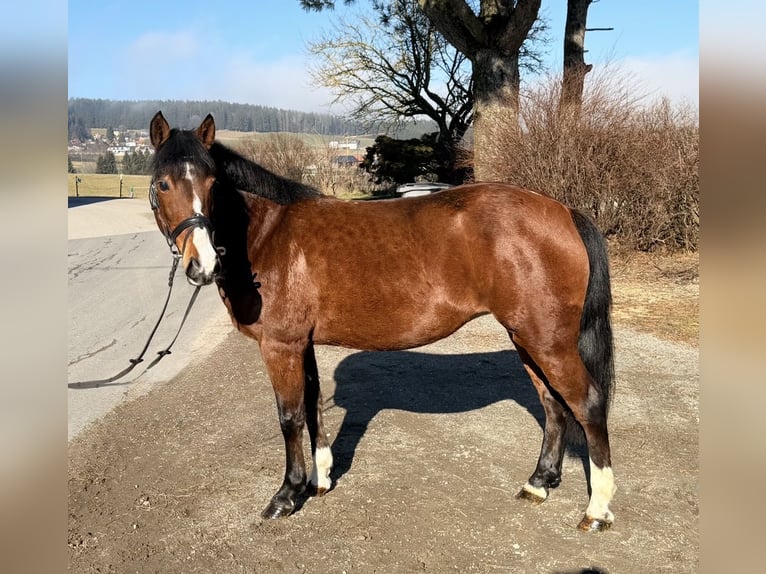 Meer ponys/kleine paarden Merrie 7 Jaar 142 cm Bruin in Pelmberg