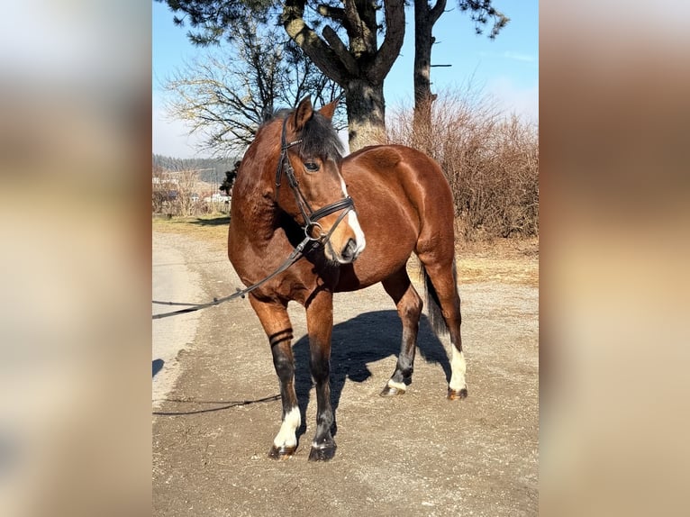 Meer ponys/kleine paarden Merrie 7 Jaar 142 cm Bruin in Pelmberg