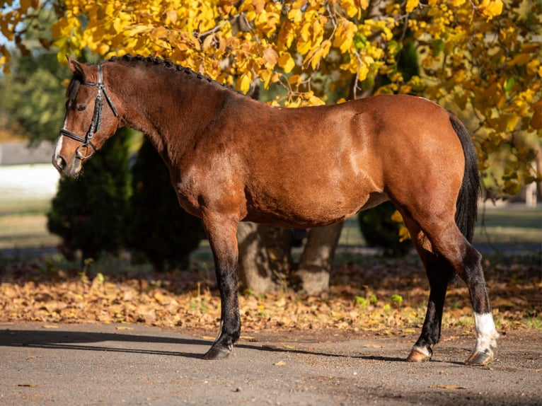 Meer ponys/kleine paarden Merrie 7 Jaar 144 cm Bruin in Békéscsaba Meer ponys/kleine paarden Merrie 7 Jaar 144 cm Bruin in Békéscsaba