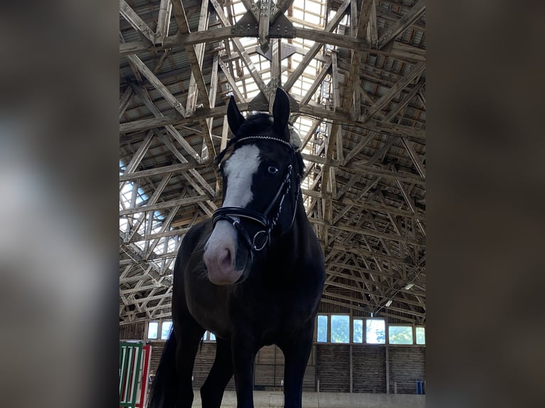Meer ponys/kleine paarden Merrie 7 Jaar 144 cm Donkere-vos in Wallern im Burgenland