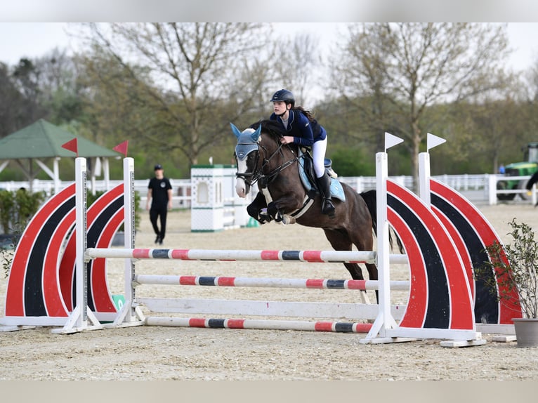 Meer ponys/kleine paarden Merrie 7 Jaar 144 cm Donkere-vos in Wallern im Burgenland
