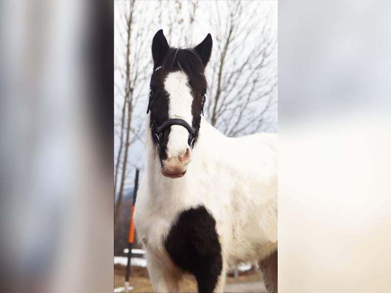 Meer ponys/kleine paarden Merrie 7 Jaar 145 cm Gevlekt-paard in Kirchbichl