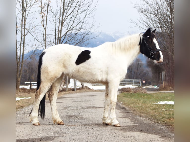 Meer ponys/kleine paarden Merrie 7 Jaar 145 cm Gevlekt-paard in Kirchbichl