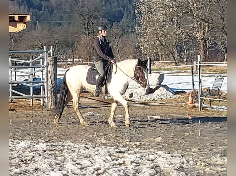 Meer ponys/kleine paarden Merrie 7 Jaar 145 cm Gevlekt-paard in Kirchbichl