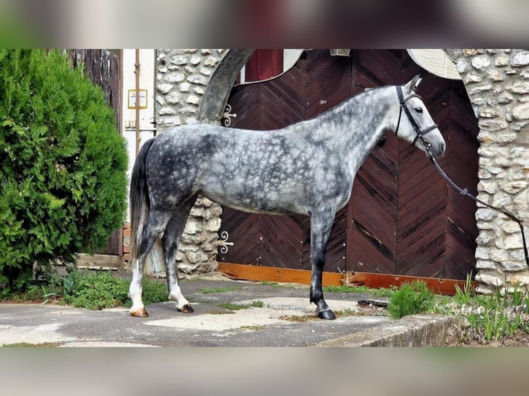 Meer ponys/kleine paarden Merrie 7 Jaar 145 cm Schimmel in Gyula