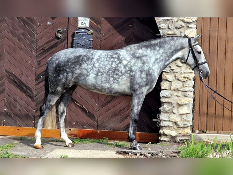 Meer ponys/kleine paarden Merrie 7 Jaar 145 cm Schimmel in Gyula