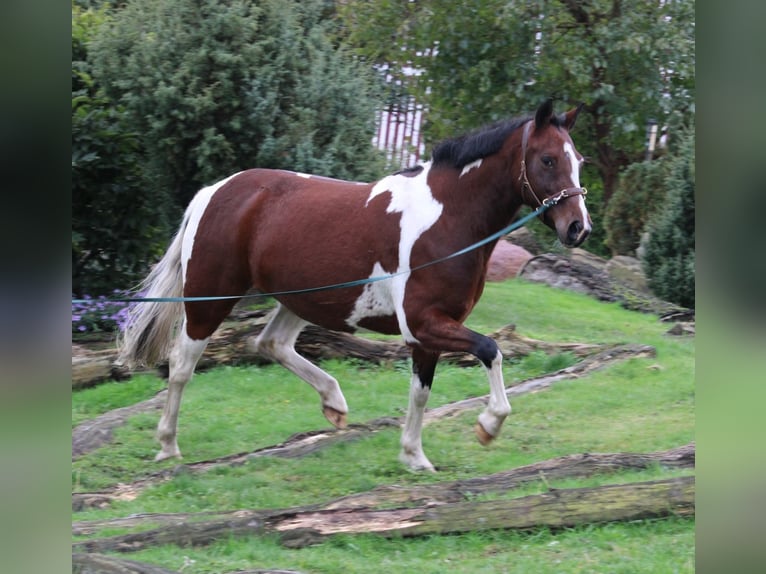 Meer ponys/kleine paarden Mix Merrie 7 Jaar 146 cm Gevlekt-paard in Burgdorf