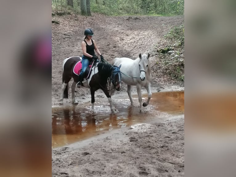 Meer ponys/kleine paarden Mix Merrie 7 Jaar 146 cm Gevlekt-paard in Burgdorf