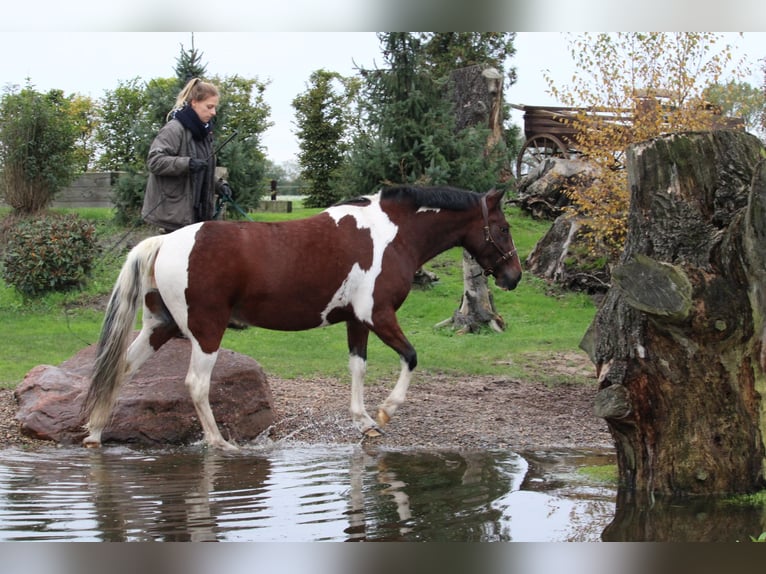 Meer ponys/kleine paarden Mix Merrie 7 Jaar 146 cm Gevlekt-paard in Burgdorf