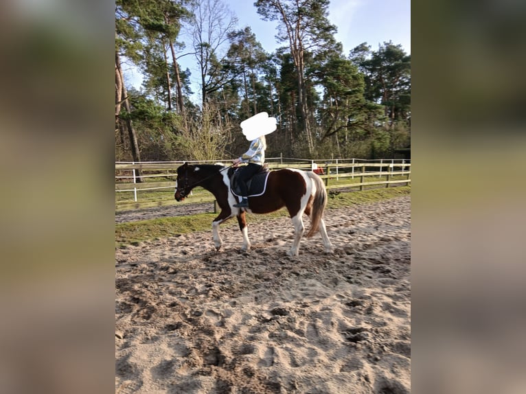 Meer ponys/kleine paarden Mix Merrie 7 Jaar 146 cm Gevlekt-paard in Burgdorf