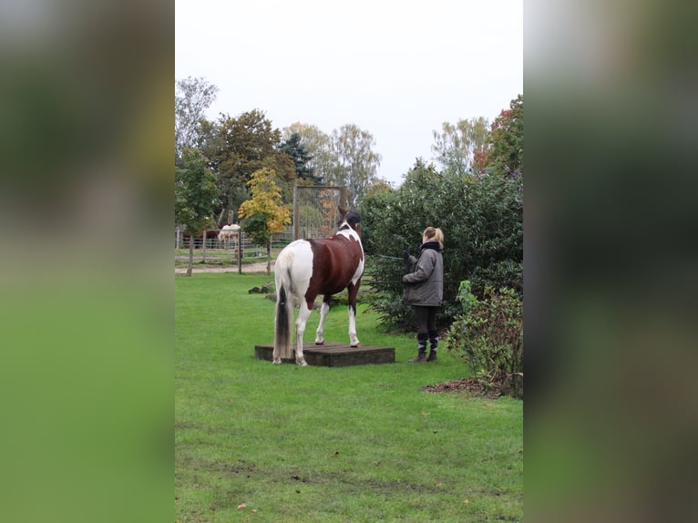 Meer ponys/kleine paarden Mix Merrie 7 Jaar 146 cm Gevlekt-paard in Burgdorf