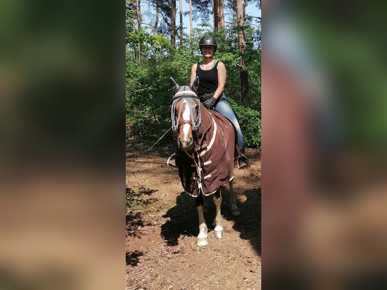 Meer ponys/kleine paarden Mix Merrie 7 Jaar 146 cm Gevlekt-paard in Burgdorf
