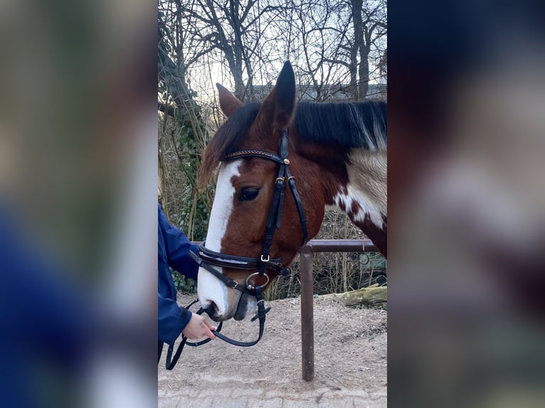 Meer ponys/kleine paarden Merrie 7 Jaar 146 cm Gevlekt-paard in Neu Gaarz