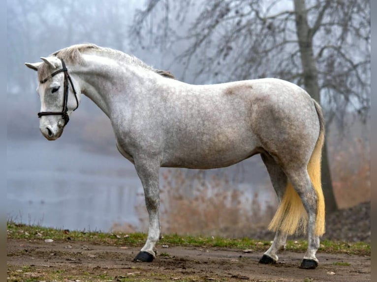 Meer ponys/kleine paarden Merrie 7 Jaar 146 cm Schimmel in Békéscsaba
