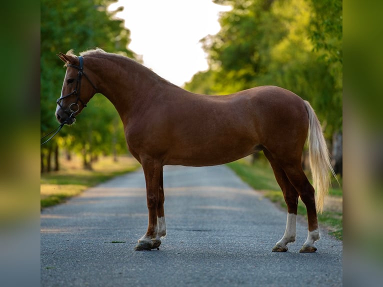 Meer ponys/kleine paarden Merrie 7 Jaar 146 cm Vos in Mez&#x151;hegyes