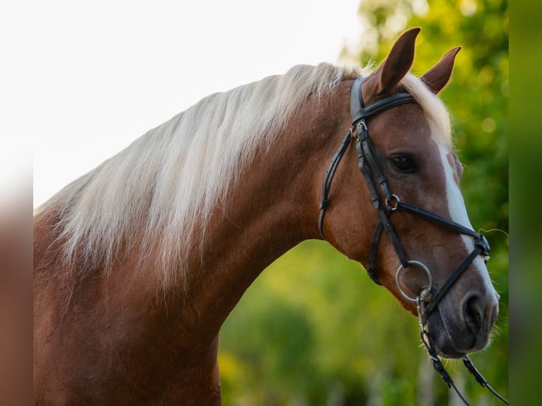 Meer ponys/kleine paarden Merrie 7 Jaar 146 cm Vos in Mez&#x151;hegyes
