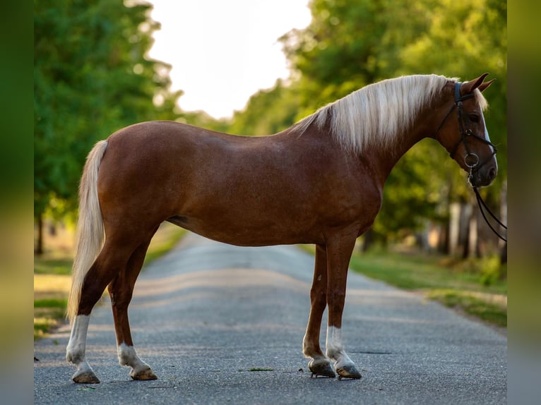 Meer ponys/kleine paarden Merrie 7 Jaar 146 cm Vos in Mez&#x151;hegyes