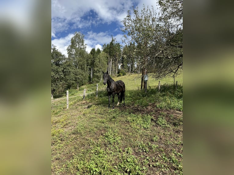Meer ponys/kleine paarden Merrie 7 Jaar 146 cm Zwart in Glödnitz