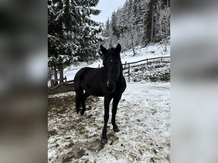 Meer ponys/kleine paarden Merrie 7 Jaar 146 cm Zwart in Glödnitz