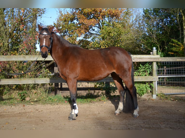 Meer ponys/kleine paarden Mix Merrie 7 Jaar 147 cm Bruin in Zeven