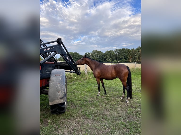 Meer ponys/kleine paarden Mix Merrie 7 Jaar 147 cm Bruin in Zeven