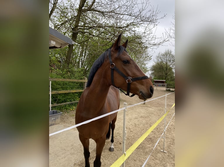 Meer ponys/kleine paarden Mix Merrie 7 Jaar 147 cm Bruin in Zeven