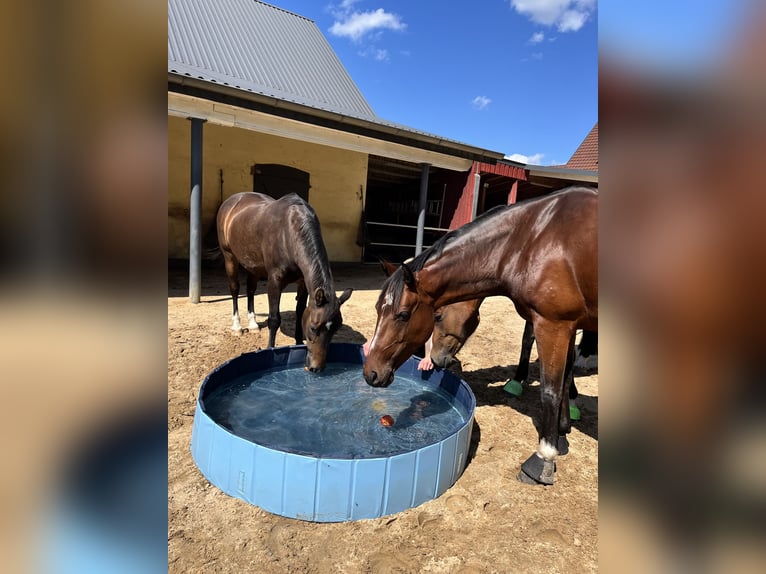 Meer ponys/kleine paarden Mix Merrie 7 Jaar 147 cm Bruin in Zeven